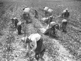 Mexican Cotton Pickers Photographic Print
