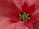Red Poinsettia, Washington, USA  Lámina fotográfica por Jamie & Judy Wild