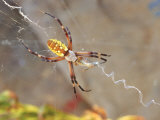 Garden Spider in Web, Argiope Aurantia Photographic Print by Inga Spence