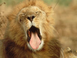 African Lion (Felis Leo), Adult Male Yawning Fotografie-Druck von Elizabeth DeLaney