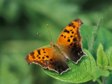 Question Mark, Woodland Park Zoo, Washington, USA Photographie par Jamie & Judy Wild