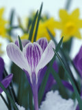 Crocus in Snow, Sammamish, Washington, USA Photographie par Darrell Gulin