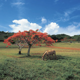 Field with Flowering Trees and a Horse with Blue Sky Lámina fotográfica Field with Flowering Trees and a Horse with Blue Sky Lámina fotográfica