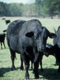 Bragus Bull Photographic Print by Ray Hendley