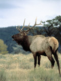Bull Elk Bugling, Yellowstone National Park, WY Photographic Print by Allen Russell