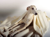 Polish Hound on Blanket Photographic Print by Henryk T. Kaiser