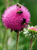 A Trio of Bees Explore a Giant Thistle Bloom on a Farm Near New Castle Photographic Print