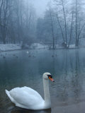 A Swan Swims on the Water in a Park Near Sarajevo Photographic Print