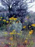 Wildflowers and Sage, Eastern Washington, USA Photographic Print by William Sutton