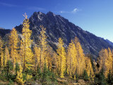 Mt. Stuart with Golden Larch Trees, Alpine Lakes Wilderness, Washington, USA Photographic Print by Jamie & Judy Wild