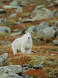 Mountain Goat (Oreamnos Montanus) Photographic Print by Elizabeth DeLaney