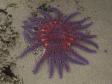 Spiny Sun Star in Tidepool, Shi Shi Beach, Olympic National Park, Washington, USA Lámina fotográfica por Jamie & Judy Wild