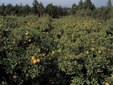 Fresh Oranges in Orchard Trees Photographic Print
