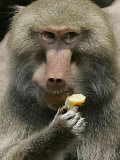 A Hamadryas Baboon Named Baines Photographic Print