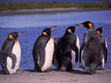 King Penguins Lined Up on Shore, Falkland Islands Photographic Print by Timothy O'Keefe