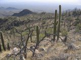 Rugged Slopes of Sabino Canyon Photographic Print