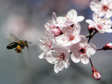 A Bee Hovers in Front of a Blossom of a Plum Tree Photographic Print