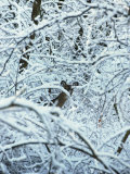 A Whitetail Deer Peers Through Snow Covered Tree Branches Photographic Print