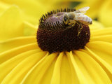 A Bee Collects Pollen from a Black-Eyed Susan Photographic Print