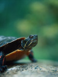 North American Painted Turtle (C Picta) Photographic Print by Craig Witkowski