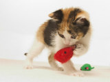 Multicolored Kitten Playing with Toy Photographic Print by Steve Starr