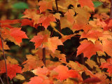 Sugar Maple Leaves in Fall, Vermont, USA Photographic Print by Charles Sleicher