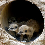 Three of Jenny the Meerkats New Babies Venture Out at London Zoo Lámina fotográfica Three of Jenny the Meerkats New Babies Venture Out at London Zoo Lámina fotográfica