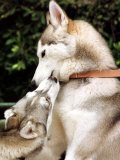 Two Dogs, Siberian Husky Breed, Play with Each Other Photographic Print