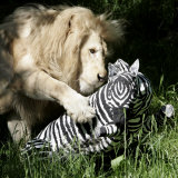 A White Lion Plays with a Papier Mache Zebra Photographic Print