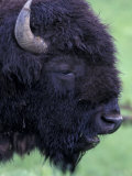 Bison Profile, Yellowstone National Park, Wyoming, USA Photographic Print by Jamie & Judy Wild