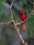 Northern Cardinal, Texas, USA Photographic Print by Dee Ann Pederson