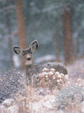 Deer in Winter Forest Photographie par Robert Franz