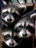 Three Young Raccoons Peer out of Their Nest at the Florida Wild Mammal Association Fotografie-Druck