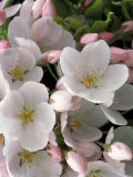 White Flowers, Seattle, Washington, USA Photographie par William Sutton