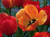 Flaming Parrot Tulips in Bloom Photographie par Charles Benes