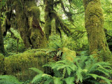 Moss Covered Trees in the Hoh Rainforest, Olympic National Park, Washington, USA Photographic Print by Jamie & Judy Wild