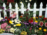 White Picket Fence and Flowers, Sammamish, Washington, USA Photographic Print by Darrell Gulin