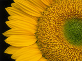 Sunflower Photographic Print by Wallace Garrison