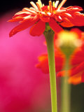 Zinnia, Seattle, Washington, USA Photographic Print by Terry Eggers