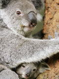 An 8-Month-Old Koala Joey Photographic Print