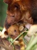 A Baby Goodfellow's Tree Kangaroo Peeks from its Mother's Pouch at the Cleveland Metroparks Zoo Photographie