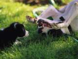 Border Collie Puppy and Dog Photographic Print by Peggy Koyle