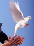 Man Releasing a Dove Photographie par Jim McGuire