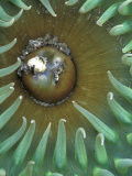 Green Sea Anemone, Second Beach, Olympic National Park, Washington, USA Photographic Print by Jamie & Judy Wild