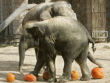 Baby Elephant Kandula, Foreground, Steps on Pumpkins as Mom Shanti Helps Out Photographie