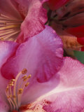 Rhododendron Blooms, University of Washington Arboretum, Seattle, Washington, USA Photographie par William Sutton