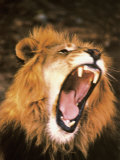 Lion Roaring in the Wild Photographie par John Dominis