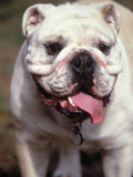 Bouledogue anglais Photographie par Rudi Von Briel