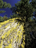 Lichen-Covered Douglas Fir at Little Eight-Mile Lake, North Cascade Mountains, Washington, USA Lámina fotográfica por William Sutton Lichen-Covered Douglas Fir at Little Eight-Mile Lake, North Cascade Mountains, Washington, USA Lámina fotográfica por William Sutton