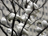 Doves Rest on a Tree Photographic Print